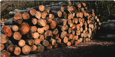 Stacked cut logs